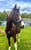 Horse ad