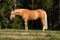 Annuncio cavallo