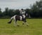 Annuncio cavallo