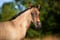 Annonce cheval
