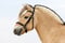Horse ad