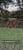 Annuncio cavallo