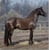 Horse ad