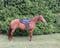 Annuncio cavallo