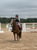 Annuncio cavallo