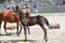 Horse ad