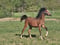 Horse ad
