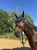Horse ad