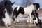Annuncio cavallo