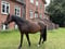 Annuncio cavallo