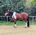 Horse ad