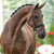 Annuncio cavallo