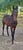 Annuncio cavallo