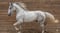 Annuncio cavallo