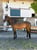 Annuncio cavallo