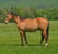 Anuncio de caballos