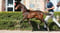 Anuncio de caballos