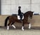 Horse ad
