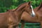Horse ad