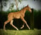 Annuncio cavallo