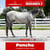 Paardadvertentie