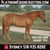 Horse ad