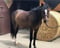 Annuncio cavallo