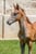 Horse ad