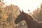 Annuncio cavallo