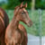Horse ad
