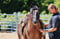 Horse ad