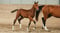 Annuncio cavallo