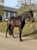 Horse ad