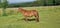 Horse ad