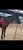 Annuncio cavallo