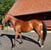Horse ad