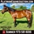 Horse ad