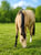 Annuncio cavallo