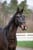 Horse ad