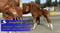Annuncio cavallo