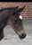 Horse ad