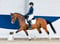 Annuncio cavallo