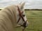Horse ad