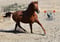Horse ad
