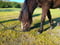 Horse ad