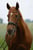 Horse ad