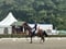 Horse ad