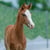 Horse ad