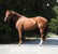 Annuncio cavallo