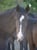 Horse ad
